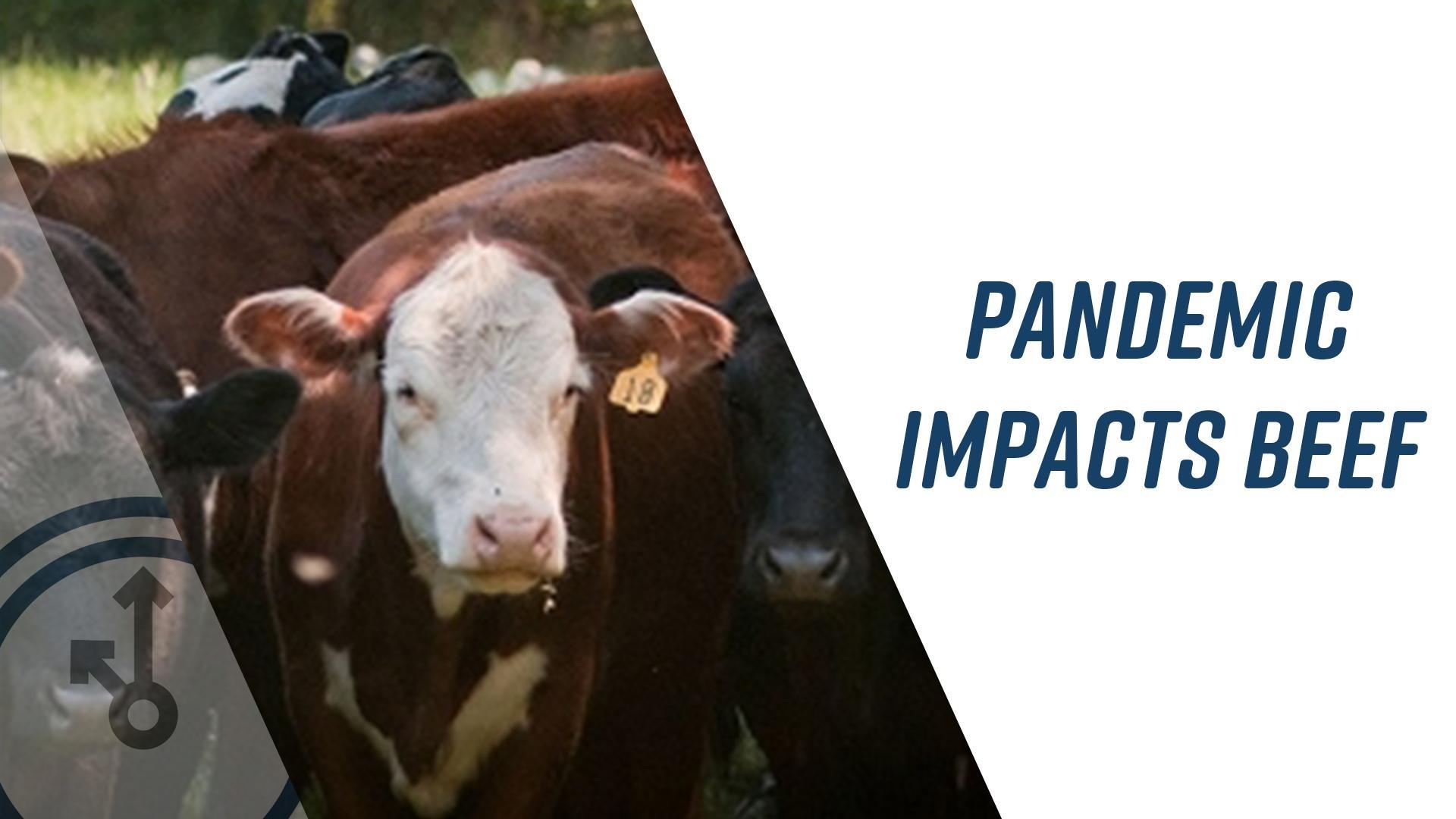 Pandemic Impacting Cattle Industry